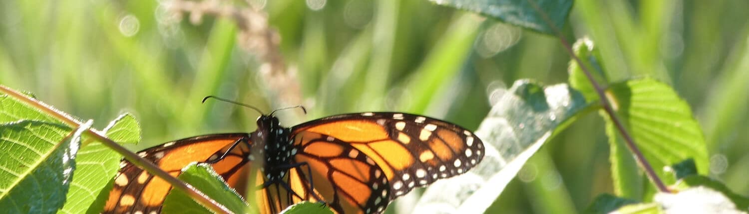 butterfly